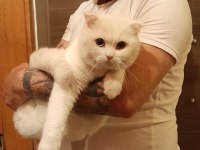 Oyuncul akıllı ve uslu scottish fold