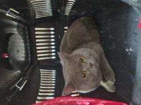 British shorthair kedimiz çok uyumlu