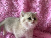 Dişi british shorthair