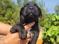 SAFKAN Cane Corso yavrularımız
