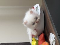 1 HAZİRAN DOĞUMLU REZERVEYE AÇIK CHİNCHİLLA KEDİLER