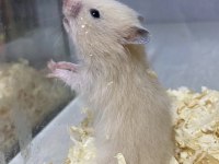İndirimli Kafes Ve Yavru Hamster