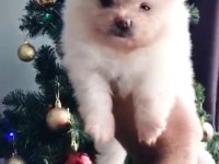 Orijinal pomeranian boo