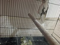 Heavy pied sultan papağanı