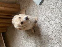 Terrier kırması kızımıza eşlemek için erkek arıyoruz
