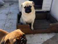 2 adet pug