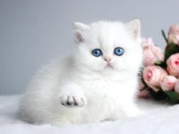 Kartopu Ns1133 British Shorthair