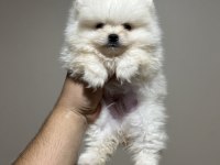 Pomeranian Yavrularımız Sizleri Bekliyorlar