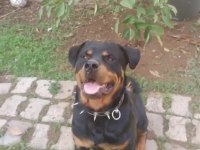 KOCA KAFA MACAR ROTTWEİLER KÖPEĞİ