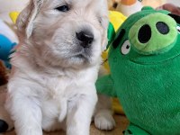 Golden Retriever Yavrular Canlı Görerek Alabilirsiniz