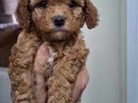 Kocaelide Poodle Dişi Bebekler
