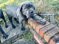 Sağlık ve ırk garantili cane corso yavru