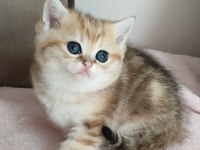 Safkan British Shorthair