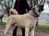 Truva Kangal köpek Çiftliği