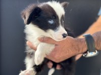 Ankarada en güzel border collie yavrularımız