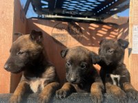 Belçika malinois yavrular