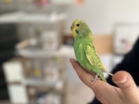 Yeni yeme düşmüş renk renk muhabbet kuşu yavrular