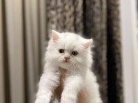 BEBEK YÜZ BRITISH LONGHAIR YAVRULARIM