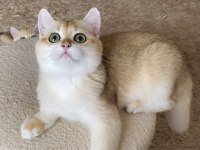 Safkan British Shorthair Golden erkek yavru