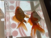 ORANDA JAPON BALIKLAR İRİ BOY