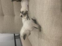 Siyam cinsi siyam kedilerimi sahiplendireceğim