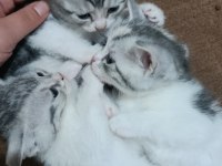 Ücretli british shorthair tabby safkan