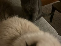 5.5 aylık russian blue
