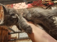 Safkan dev Maine coon yavrular full şecere