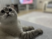 1 yaşında kısır dişi exotic shorthair