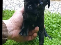 Yavru pug 3 aylık dişi siyah renk