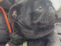 Pug köpeklerimiz sahiplendirilecektir