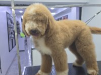Full eğitimli 6 aylık dev poodle erkek yavru