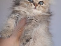 British Longhair Black Tabby