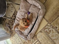 5.5 Aylık Poodle Oğlan