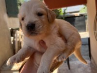 25 günlük golden retriever yavruları