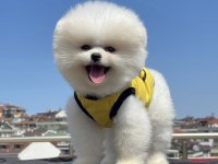 Pomeranian Boo Orjinal Irk Garantili Aşılar Tam