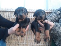 Üst Kalite Doberman Yavrularım