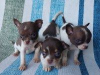 Chihuahua Yavruları