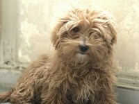5 aylık dişi poodle günü gelen aşıları yapıldı