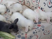 Hollanda Teddy Lop tavşan yavruları