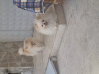 Sevgine zamanına emeğine değecek pomeranian arayanlara