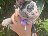 Teslime hazır french bulldog