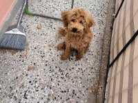 Red Brown toy poodle