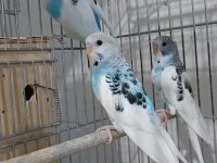 EN YENİ MUHABBET KUŞLAR YİNE EN İYİLERİ SİZLERLE
