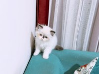 60 günlük erkek ragdoll yavru