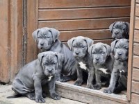 ORJİNAL BLUE CANE CORSO YAVRULAR
