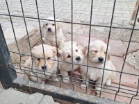 GOLDEN RETRİEVER YAVRULAR REZERVEYE AÇIK