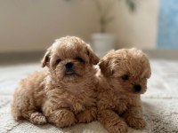Korean Maltipoo harikaları