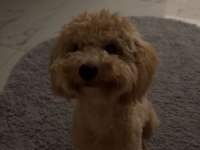 Toy poodle 9 aylık dişi