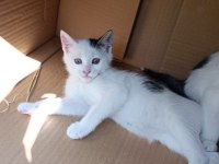 KEDİLERİN SON 1 AYLARI SONRASI YOK
